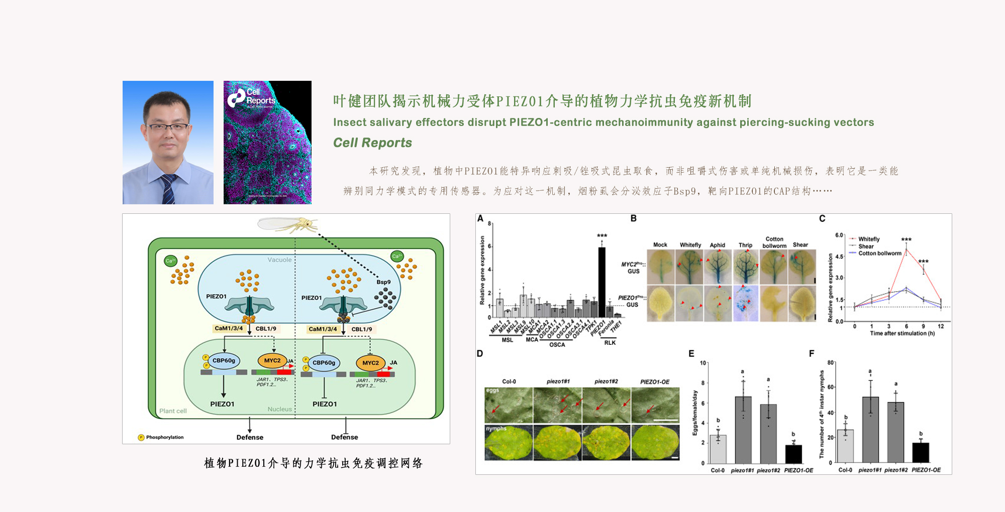 微生物所叶健团队揭示机械力受体PIEZO1介导的植物力学抗虫免疫新机制
